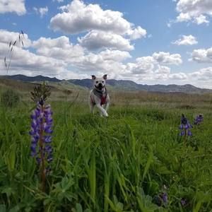 Meet your Posher, Midge